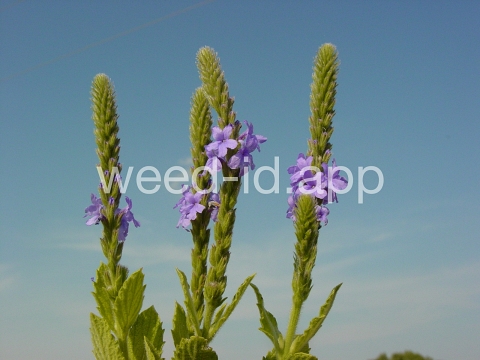 vervain, hoary